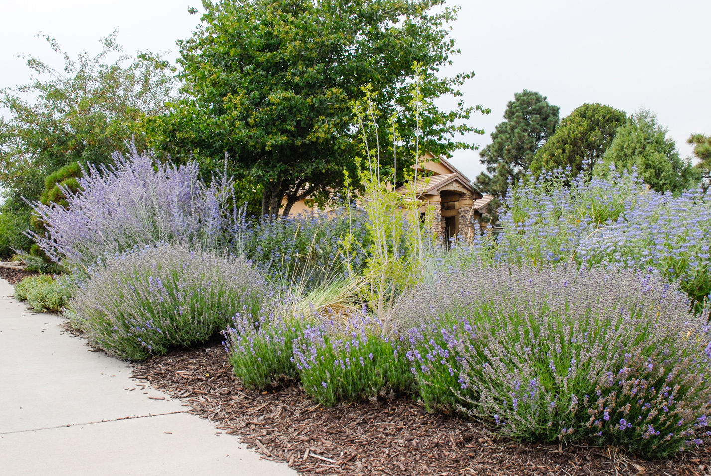 Buffalograss Front Yard